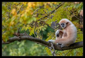 Gibbon