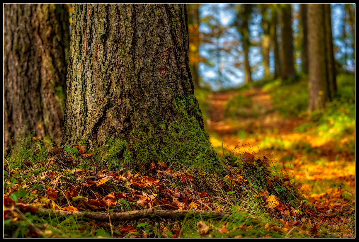 Mehr über den Artikel erfahren Fotografieren im Wald