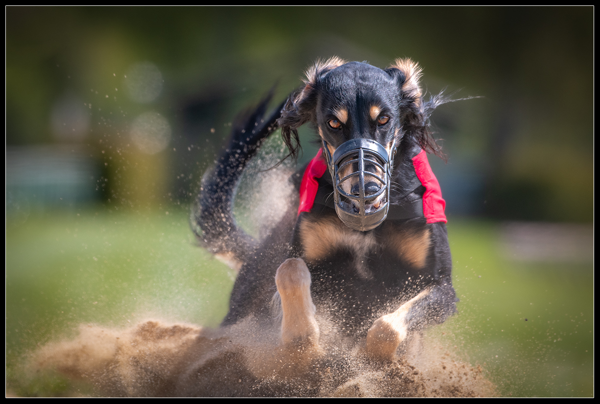 Mehr über den Artikel erfahren Hunderennen