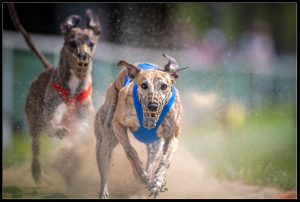 Hunderennen