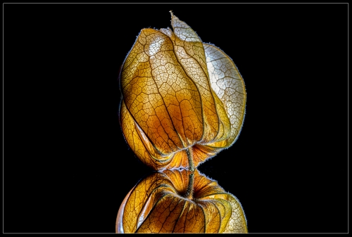 Physalis I