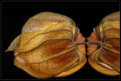 Physalis II