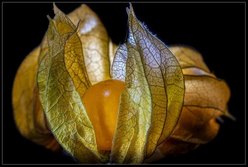 Physalis III