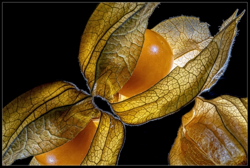 Physalis V