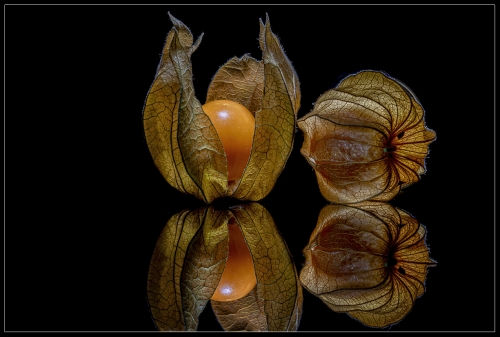 Physalis IV