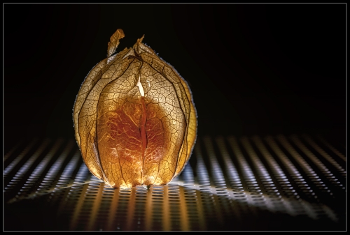 Ground cherry I