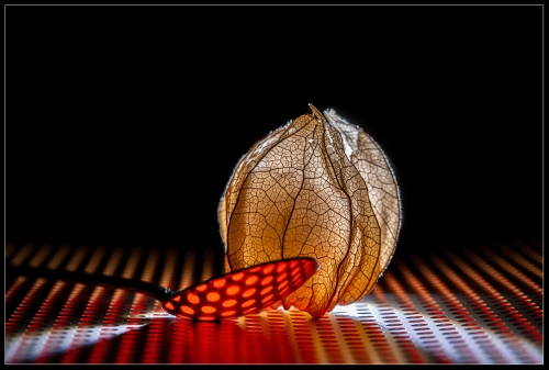 Ground cherry II