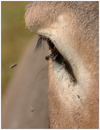 Eye of the donkey