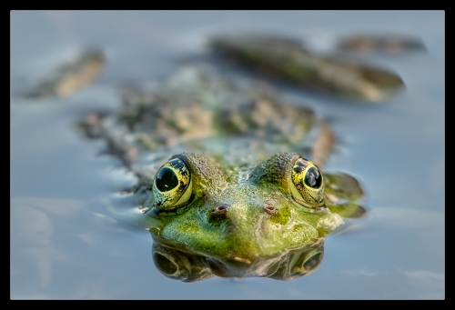 Frog I