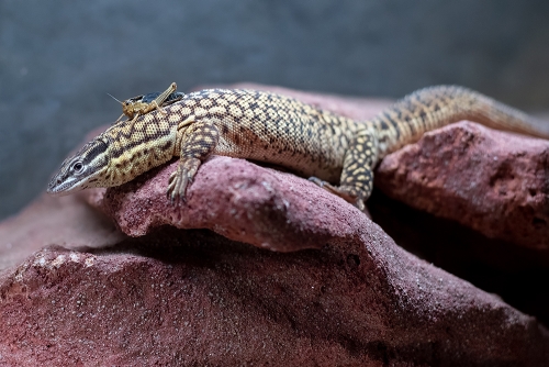 Varanus acanthurus I