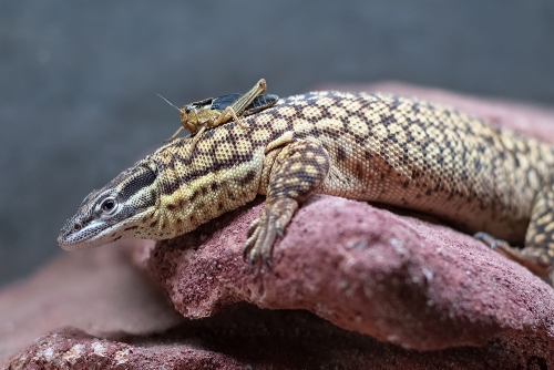 Varanus acanthurus II