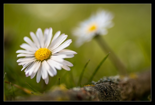 Endlich Frühling... II