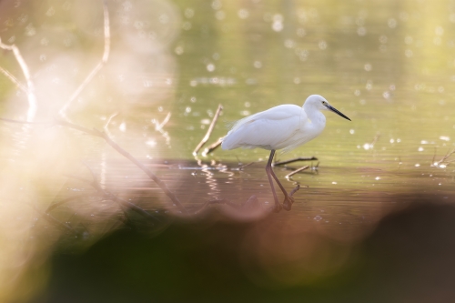 Egretta II