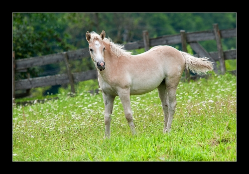 Haflinger I