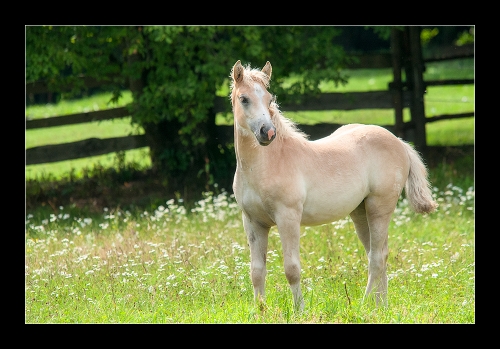 Haflinger II