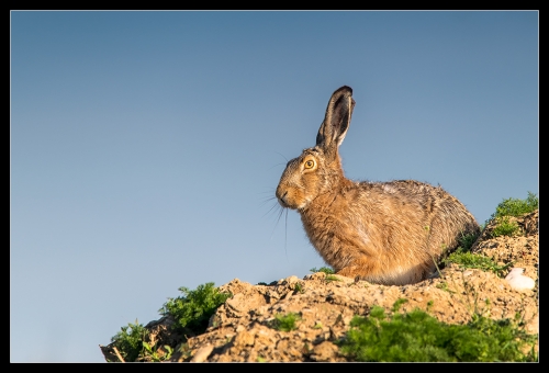 Ostern 2020 I