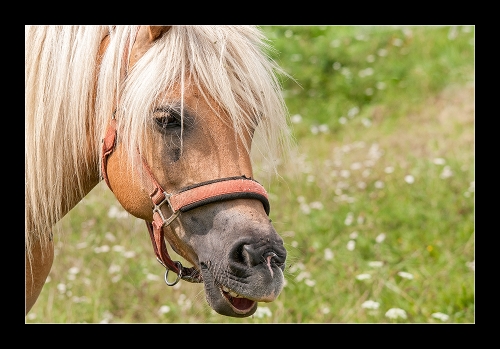 Haflinger III