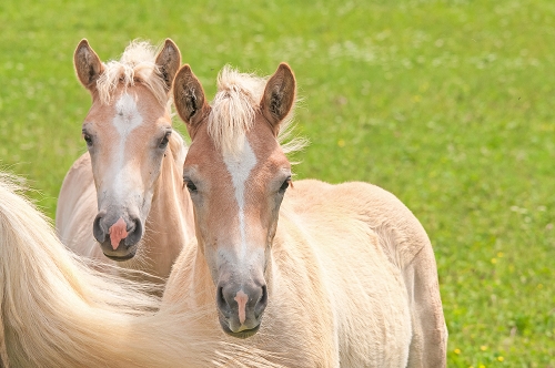 Haflinger IV