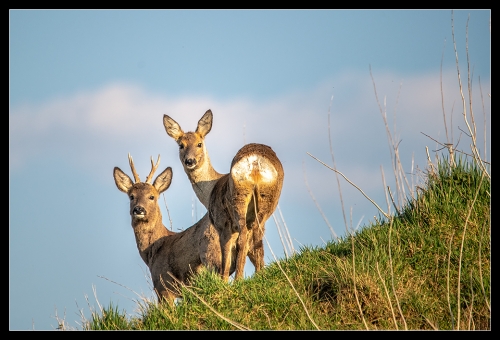 Bambi Bros.