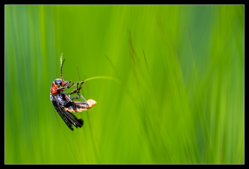 Cantharis pellucida I