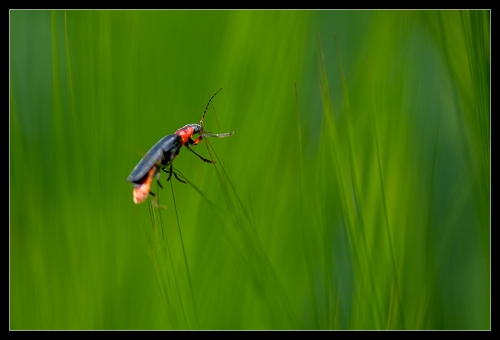 Cantharis pellucida II