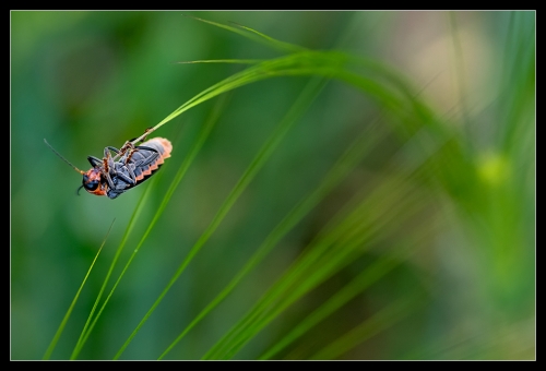 Cantharis pellucida III