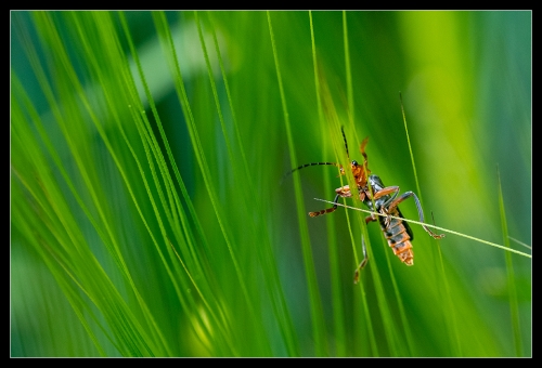 Cantharis pellucida IV