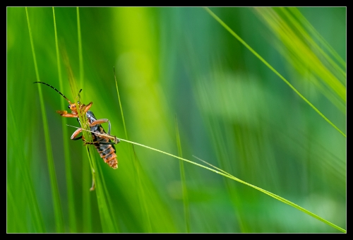 Cantharis pellucida V