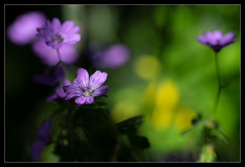 Blumenwiese II