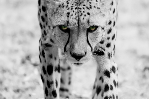 Cheetah II