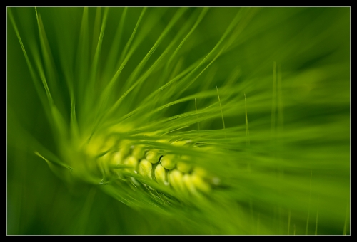 green, green II