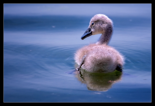 Baby Schwan