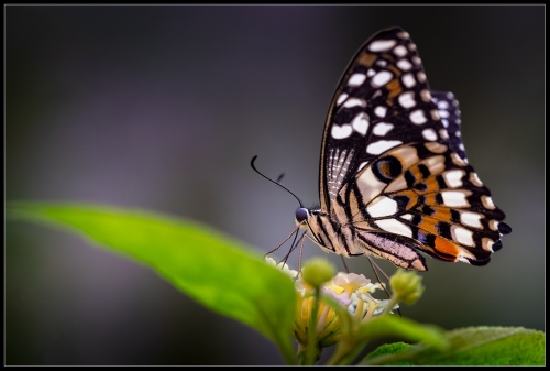 Butterfly IV