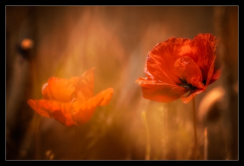 Red Poppy