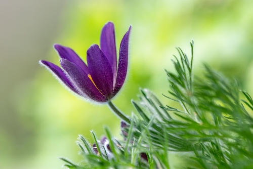 Botanischer Garten 04/2024 III