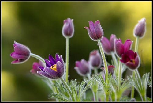 Botanischer Garten 04/2024 IV