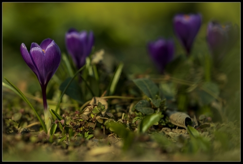 Frühlingsboten II