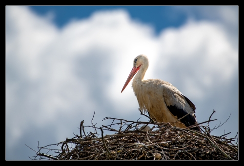 Storch I