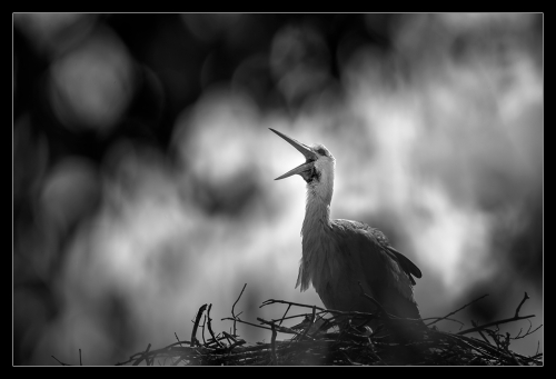 Storch II