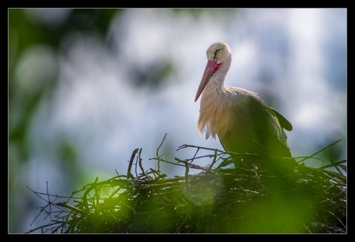 Storch III