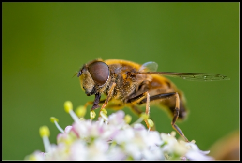 Keilfleckschwebfliege