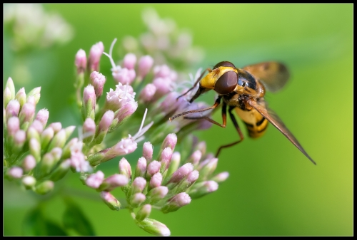 Gelbe Hummelschwebfliege