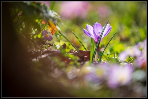 Der Frühling kommt 2023 II