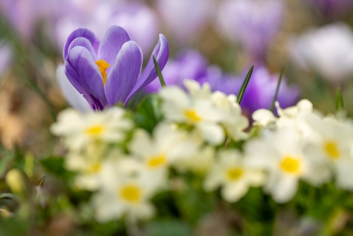 Der Frühling kommt 2023 III