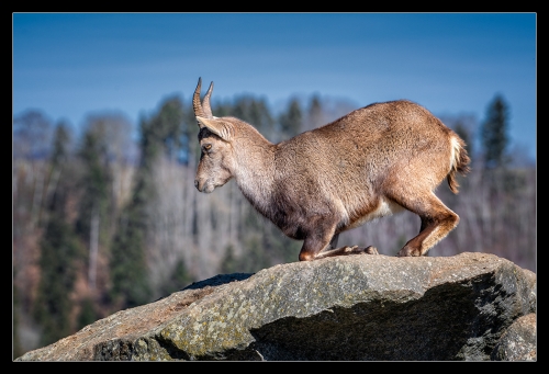 Steinbock I