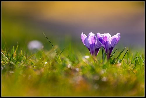 Der Frühling kommt 2023 VI