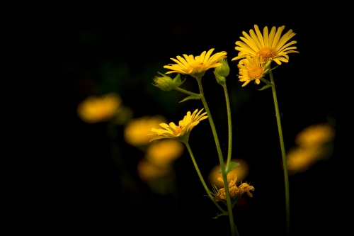 Doronicum orientale