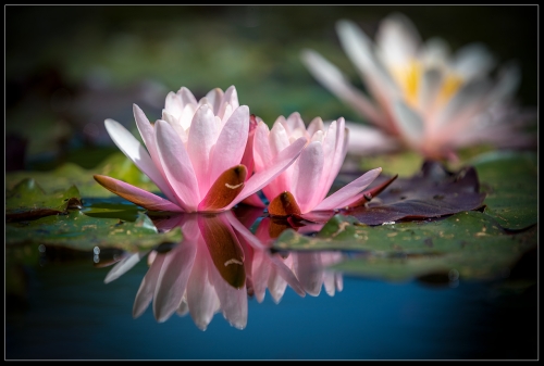 Nymphaea hybrides