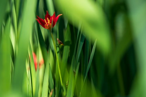 Tulipa sprengeri I