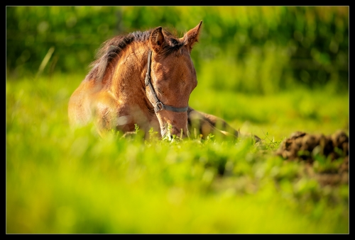 Horse Carinthia I